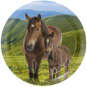 8 Platos Horse And Pony 23 cm