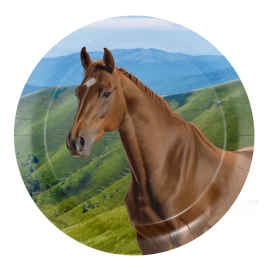 8 Platos Horse And Pony 18 cm